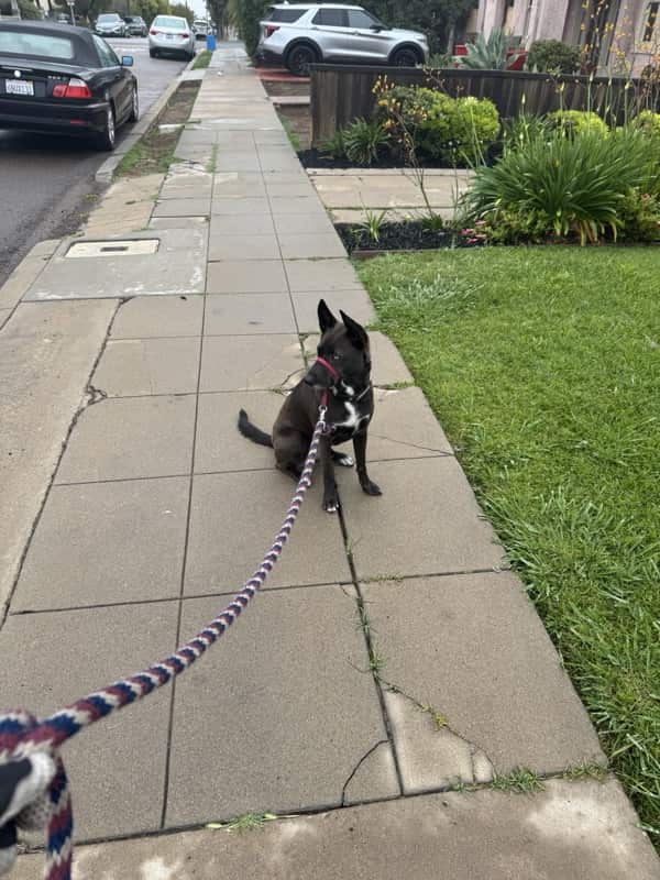 A picture of a black dog named Bowie sitting, taken on May 4 2025 at 7:30 am